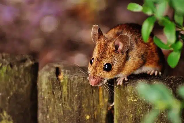 nuisibles souris rats infestation